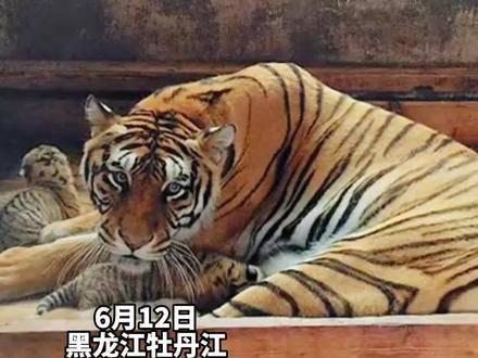 8岁的东北虎妈妈生下四胞胎