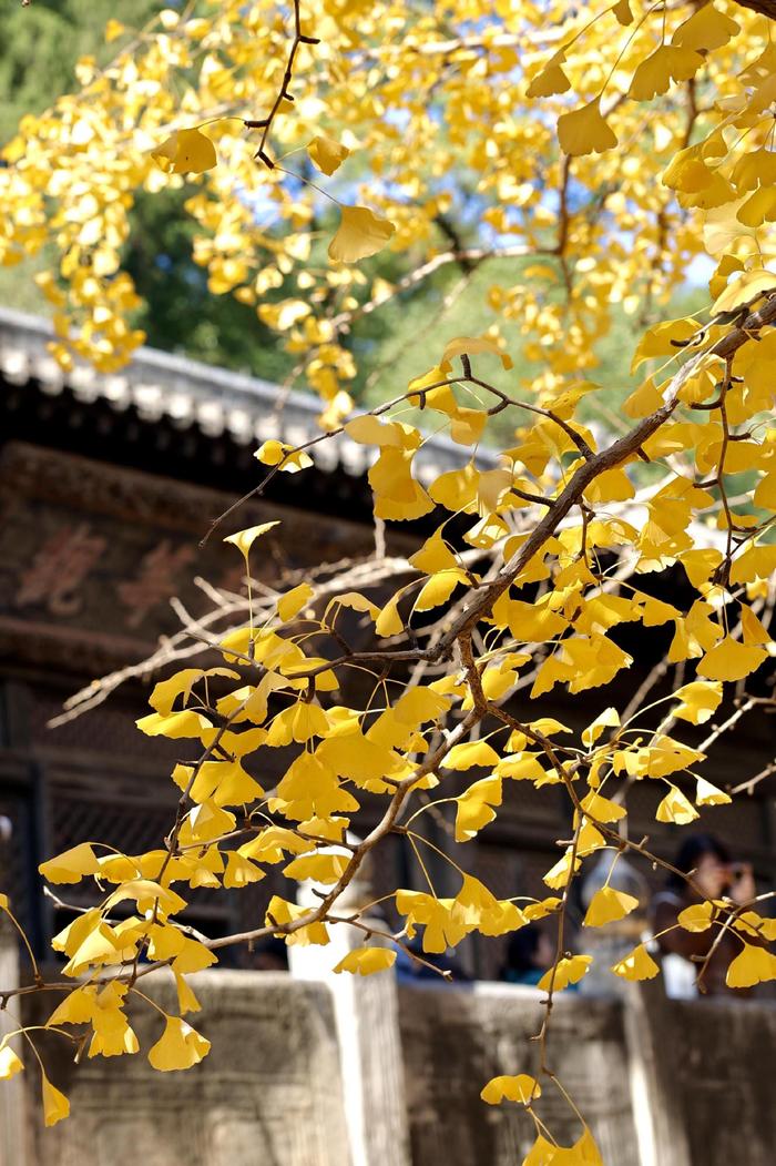 北京大觉寺银杏图片