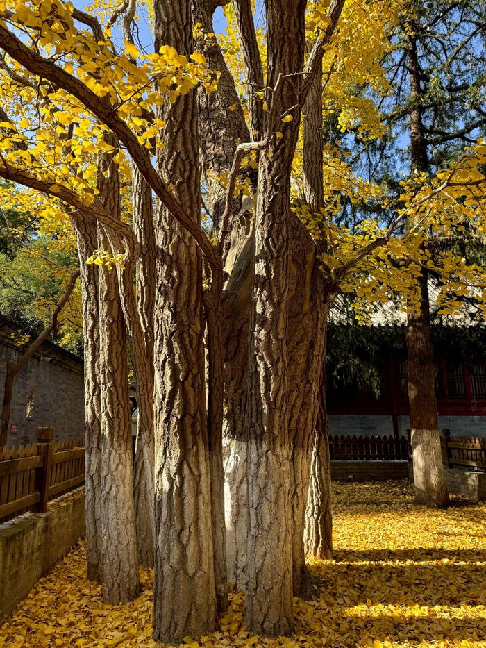 北京大觉寺银杏图片