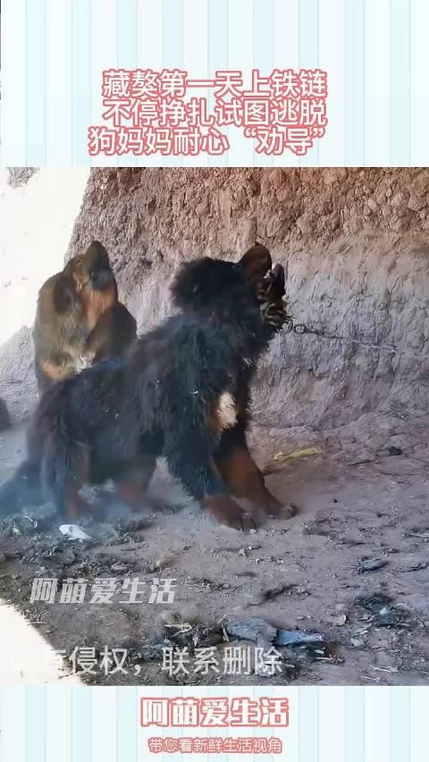 藏獒忠心为何咬死主人图片