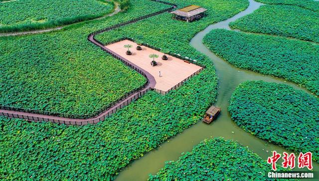 滨州荷塘。滨州市委宣传部供图