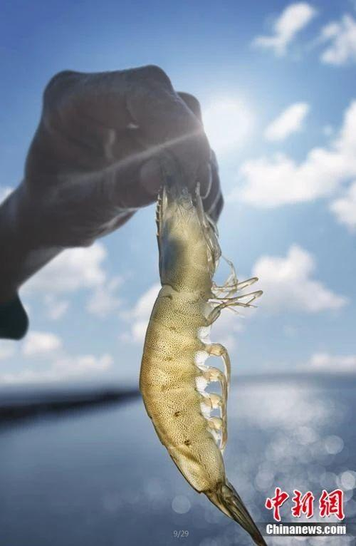 滨州坐拥70余万亩生态盐田虾养殖基地，对虾总产量居全省第一，在山东省每两只虾就有一只产自滨州。滨州市委宣传部供图