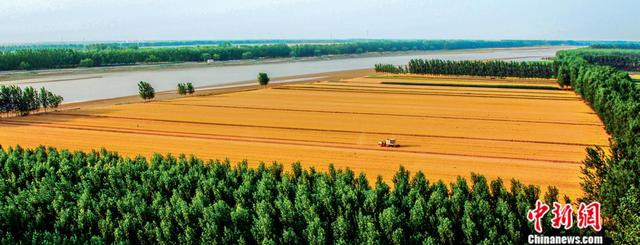 沿黄粮田。滨州市委宣传部供图