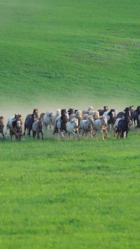 牧民追赶者马群奔驰在草原上,奏响一曲自由的欢歌~~辽阔草原锡林郭勒