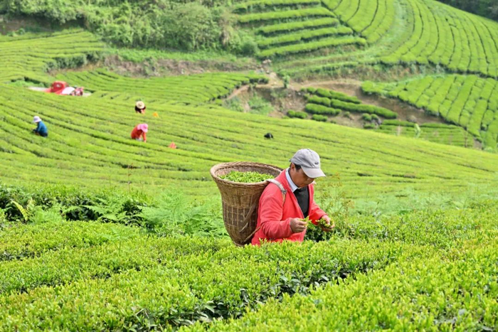 春茶采摘忙（全媒体记者 陈绪开 摄）