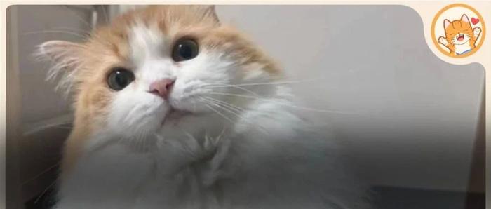 妈妈给俩孩子各养一只猫，谁考得好谁的猫有罐罐…网友：她真是育儿天才