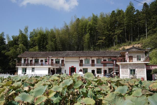 清流县客坊乡一处以红色研学为特色的民宿和莲叶。 澎湃新闻记者 王珏玮 图