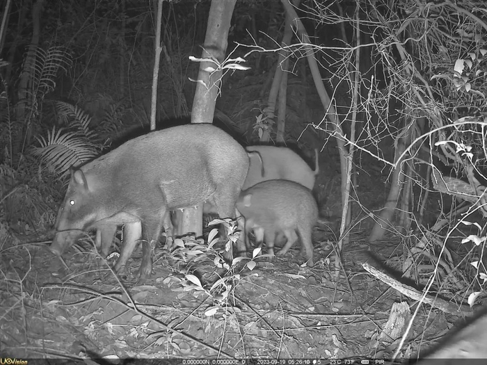 ▲2023年9月19日，银瓶山森林公园用红外相机在野外监测拍到了有野猪出没