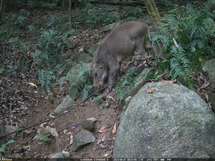 ▲2023年8月31日，在大岭山森林公园用红外相机监测拍到了野猪出没