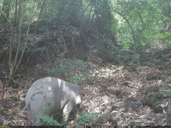 ▲2023年8月4日，在大屏嶂森林公园用红外相机监测拍到了野猪出没
