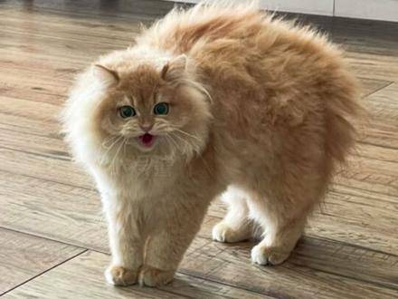 首次如此直观地看到猫咪尾巴炸毛,真是太萌了