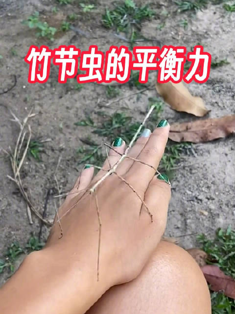 竹节虫的平衡力,左摇右晃,像是在"跳舞",乍一看还以为是树枝哦