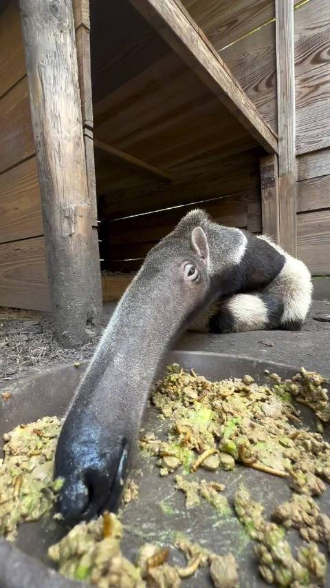 这个角度看食蚁兽,鼻子真是太长啦