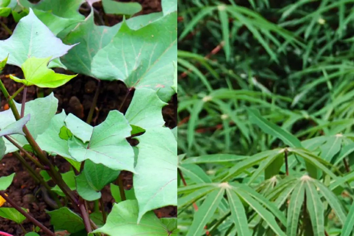红薯（左）和木薯（右）的植物图片 | 图源：图虫创意、国家木薯产业技术体系信息平台