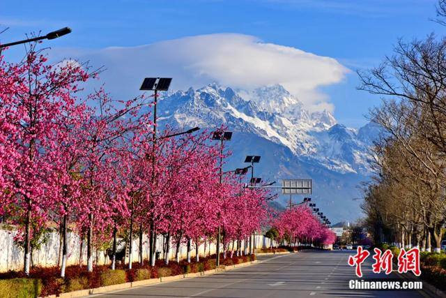 丽江玉龙雪山与樱花大道同框美景。丽江市委宣传部 供图