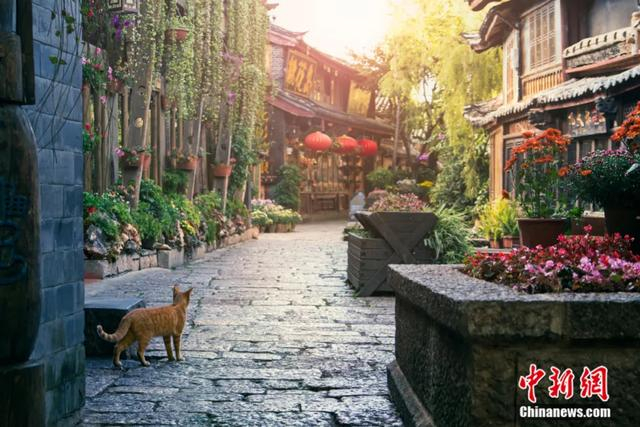 图为丽江古城。世界文化遗产丽江古城保护管理局 供图