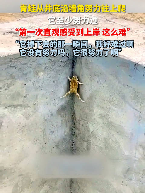 励志!青蛙从井底沿墙角努力往上爬,网友:像极了困境中的你我