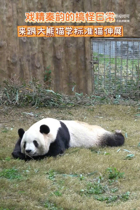 大熊猫标准版伸懒腰