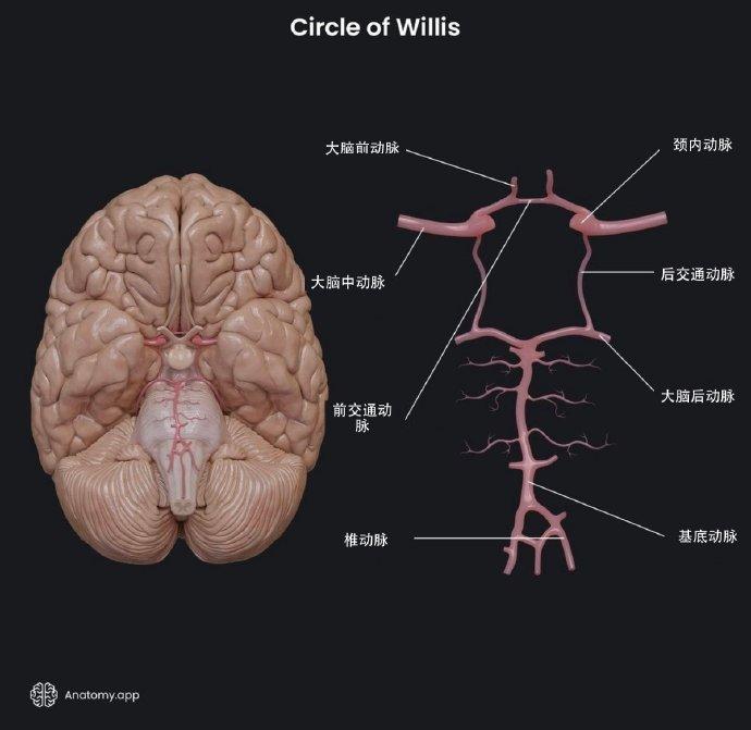 大脑动脉环影像图图片