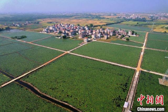 航拍芡实种植基地。岑记华 摄