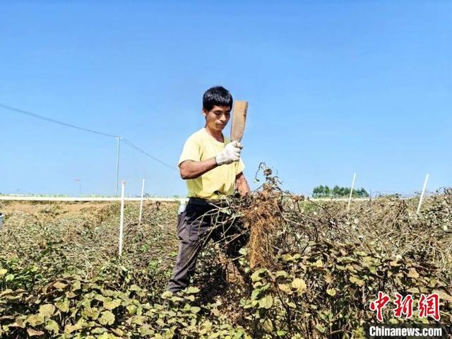 图为村民在采收藿香。肖梦诗 摄