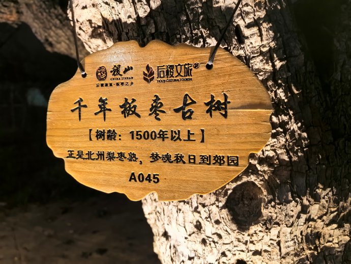 在山西稷山,探秘千年枣园——国家板枣公园|板枣|枣园|稷山