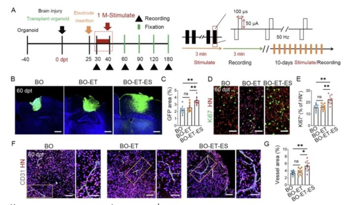 图 | 早期刺激通过 OBCI 促进类器官移植物的发育