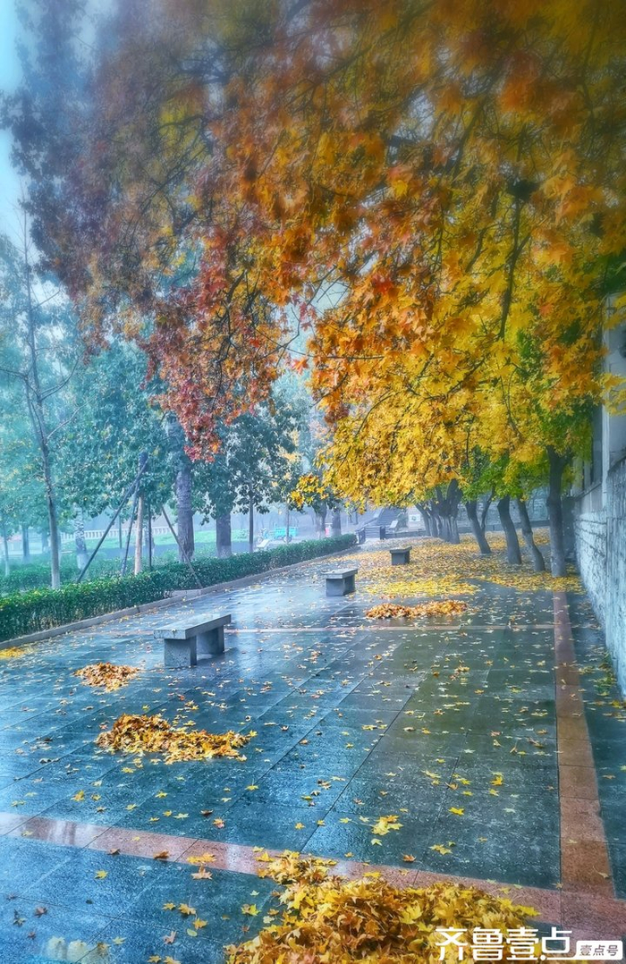 初冬的济南,雨中美景!