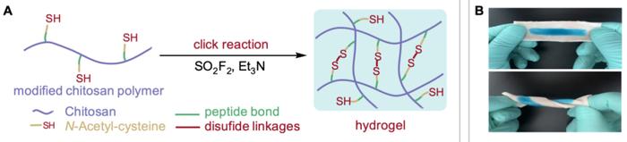 图 | 新型点击化学反应在原位凝胶化中的应用（来源：Nature Communications）