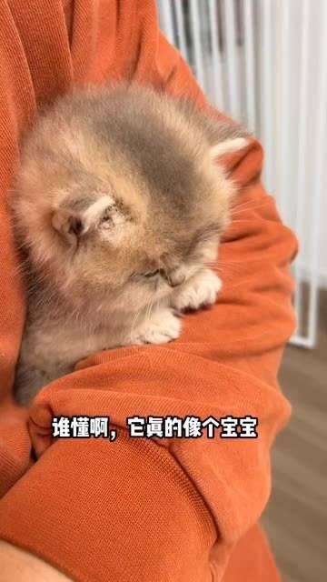 怀里的猫咪犹如小宝宝般可爱