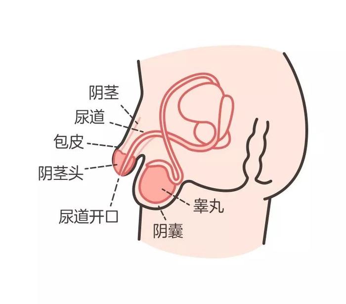 宝宝睾丸正常图下来图片