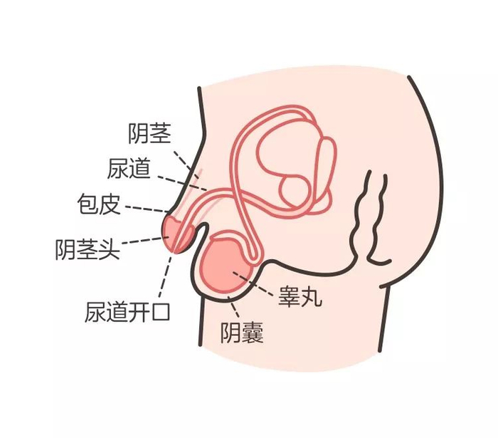 宝宝私处的异常情况千万别大意!男宝宝有 3 种,女宝宝有 6 种