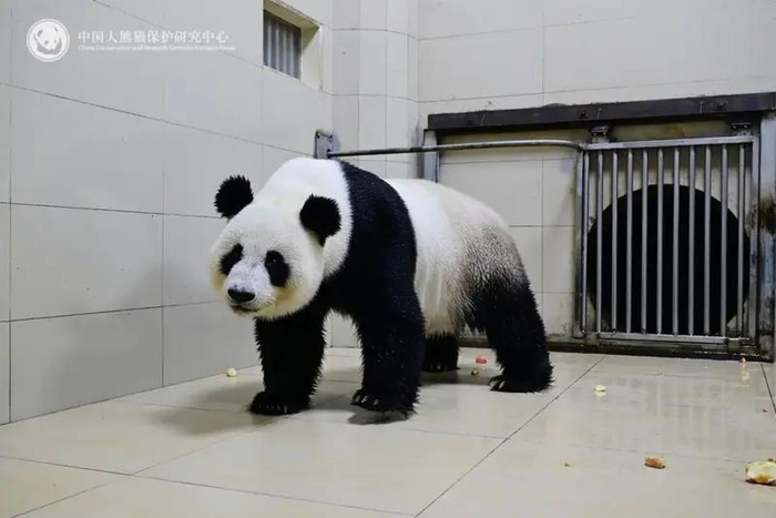 大熊猫“福妮” 