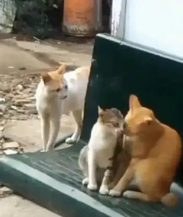 看到心爱的妻子跟它的情人幽会，猫丈夫的心碎一地…