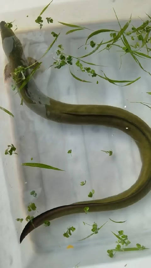 野生河鳗 活力满满 小时候我们吃这种鳗鱼,要么和红烧肉一起烧
