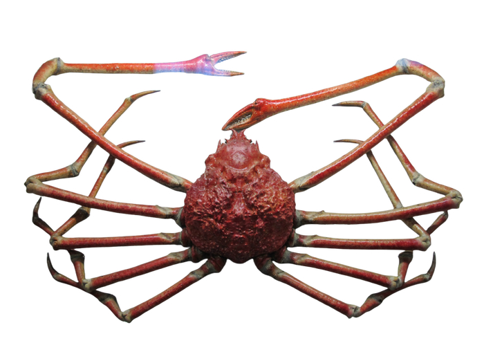 上海自然博物馆收藏的雄性甘氏巨螯蟹标本（原素材来自网络）