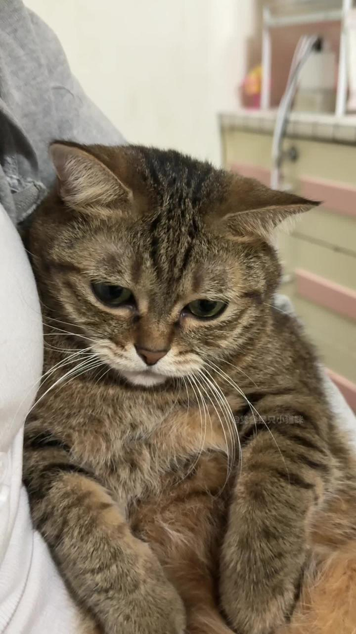 听到有人说狸花猫不可爱 小猫咪瞬间委屈了