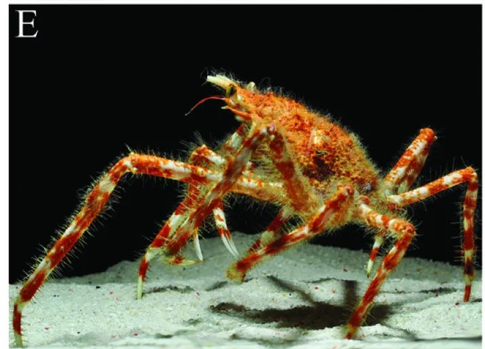 “毛头小子”阶段的甘氏巨螯蟹 图源：参考文献 1