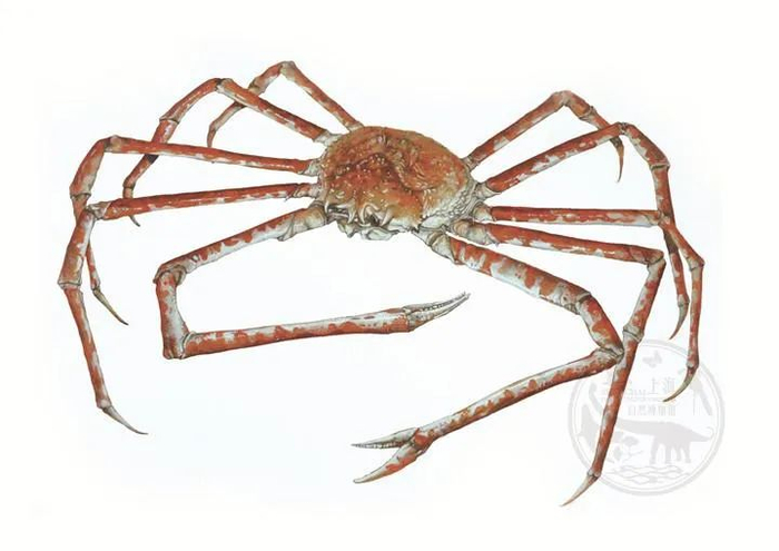 图源：上海自然博物馆官方网站