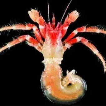 帝王蟹、寄居蟹的步足更少、腹部不对称 图源：网络