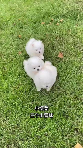 博美崽崽守家待