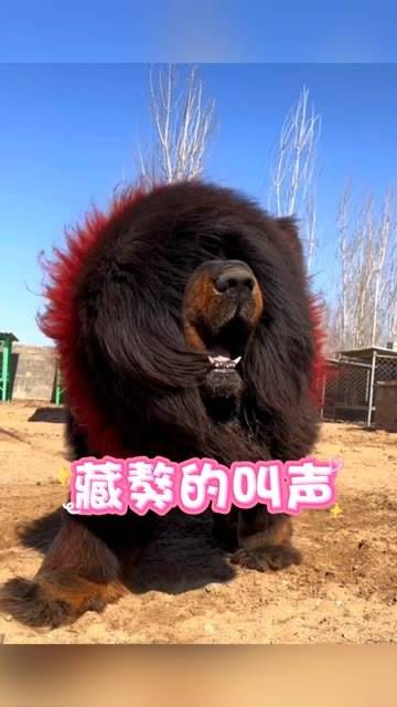 藏獒的爆发力与叫声