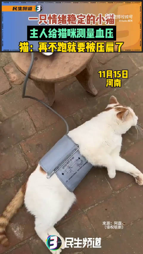 一只情绪稳定的小猫,主人给猫咪测量血压,猫:再不跑就要被压扁了 67