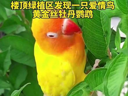 黄金丝牡丹鹦鹉,美丽的爱情鸟,愿见到它们的人都能拥有幸福甜蜜的生活