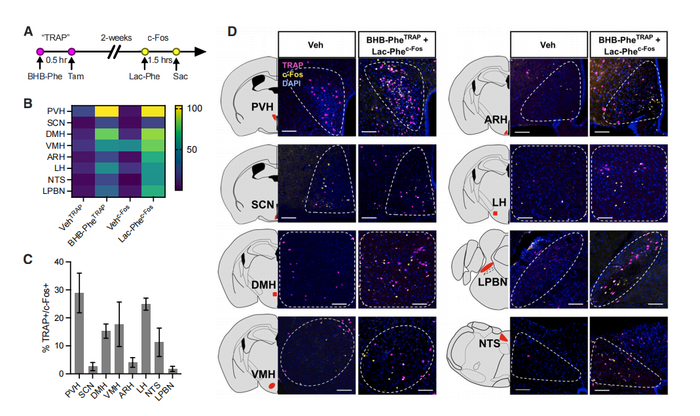 图 | 大脑中 BHB-Phe 和 lac-phe 激活神经元的 TRAP/c-Fos 映射