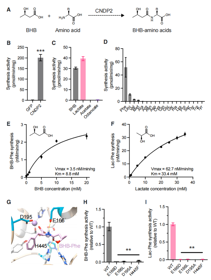 图 | CNDP2 在体外催化氨基酸 BHB 乙酰化