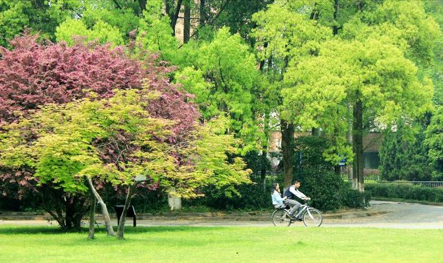 厦门大学和中南大学，谁的综合实力更强？-第4张图片-旅游攻略网