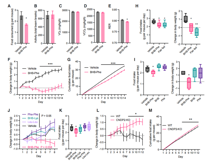 图 | BHB-Phe 可以抑制食物摄入量和体重