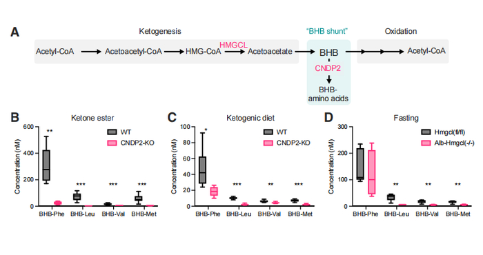 图 | CNDP2 和 HMGCL 对 BHB- 氨基酸的遗传调控