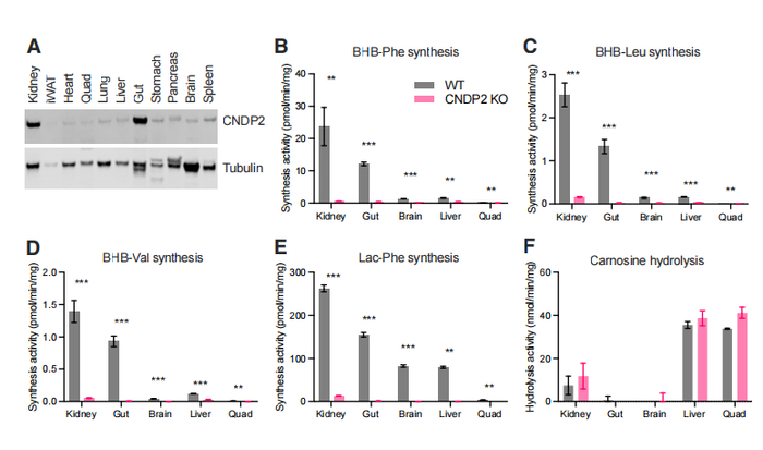 图 | CNDP2 是小鼠组织中主要的 BHB- 氨基酸合成酶